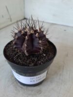 Gymnocalycium Mihanovichii “Purple” Nº 341 – vaso 09 - Imagem 11