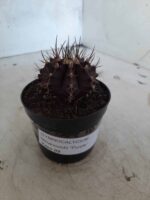 Gymnocalycium Mihanovichii “Purple” Nº 341 – vaso 09 - Imagem 10