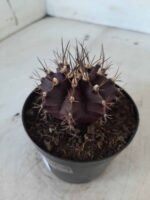 Gymnocalycium Mihanovichii “Purple” Nº 341 – vaso 09 - Imagem 8