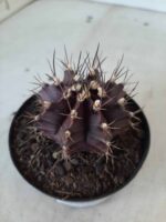 Gymnocalycium Mihanovichii “Purple” Nº 341 – vaso 09 - Imagem 7