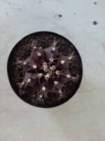 Gymnocalycium Mihanovichii “Purple” Nº 341 – vaso 09 - Imagem 3