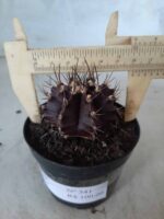 Gymnocalycium Mihanovichii “Purple” Nº 341 – vaso 09 - Imagem 6