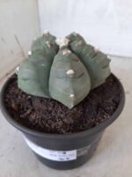MATRIZ ASTROPHYTUM cv KIKKO  Nº 468 – vaso 15 - Imagem 9