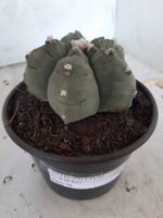 MATRIZ ASTROPHYTUM cv KIKKO  Nº 468 – vaso 15 - Imagem 8