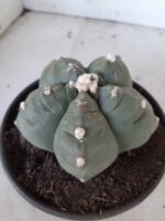 MATRIZ ASTROPHYTUM cv KIKKO  Nº 468 – vaso 15 - Imagem 7
