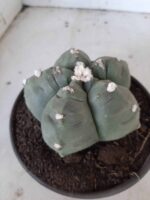 MATRIZ ASTROPHYTUM cv KIKKO  Nº 468 – vaso 15 - Imagem 6