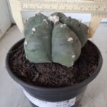 MATRIZ ASTROPHYTUM cv KIKKO  Nº 468 – vaso 15