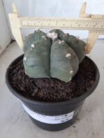 MATRIZ ASTROPHYTUM cv KIKKO  Nº 468 – vaso 15