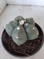 MATRIZ ASTROPHYTUM cv KIKKO  Nº 468 – vaso 15 - Imagem 5
