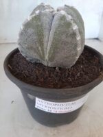 ASTROPHYTUM MYRIOSTIGMA "4 QUINAS"  Nº 426 – vaso 15 - Imagem 10