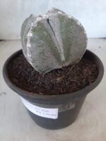 ASTROPHYTUM MYRIOSTIGMA "4 QUINAS"  Nº 426 – vaso 15 - Imagem 9
