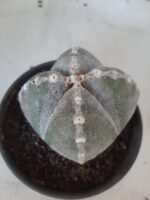 ASTROPHYTUM MYRIOSTIGMA "4 QUINAS"  Nº 426 – vaso 15 - Imagem 7