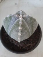 ASTROPHYTUM MYRIOSTIGMA "4 QUINAS"  Nº 426 – vaso 15 - Imagem 6