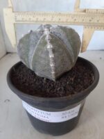 ASTROPHYTUM MYRIOSTIGMA "4 QUINAS"  Nº 426 – vaso 15 - Imagem 4