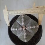 ASTROPHYTUM MYRIOSTIGMA "4 QUINAS"  Nº 426 – vaso 15