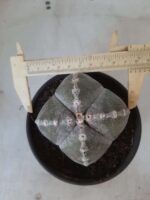 ASTROPHYTUM MYRIOSTIGMA "4 QUINAS"  Nº 426 – vaso 15