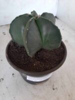 ASTROPHYTUM MYRIOSTIGMA "Nudum  Nº 388 – vaso 15 - Imagem 2