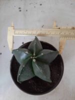 ASTROPHYTUM MYRIOSTIGMA "Nudum  Nº 388 – vaso 15