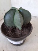 ASTROPHYTUM MYRIOSTIGMA "Nudum  Nº 388 – vaso 15 - Imagem 12