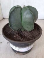 ASTROPHYTUM MYRIOSTIGMA "Nudum  Nº 388 – vaso 15 - Imagem 11