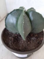 ASTROPHYTUM MYRIOSTIGMA "Nudum  Nº 388 – vaso 15 - Imagem 10