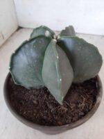 ASTROPHYTUM MYRIOSTIGMA "Nudum  Nº 388 – vaso 15 - Imagem 8