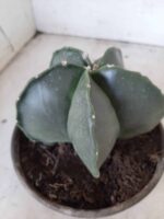 ASTROPHYTUM MYRIOSTIGMA "Nudum  Nº 388 – vaso 15 - Imagem 7