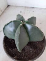 ASTROPHYTUM MYRIOSTIGMA "Nudum  Nº 388 – vaso 15 - Imagem 6