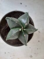 ASTROPHYTUM MYRIOSTIGMA "Nudum  Nº 388 – vaso 15 - Imagem 3