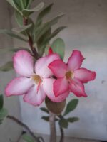 Planta ARABICUM 151 – 45cm - 05 anos - Imagem 3