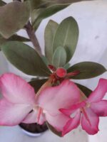 Planta ARABICUM 151 – 45cm - 05 anos - Imagem 4