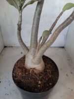 Planta ARABICUM 151 – 45cm - 05 anos - Imagem 9