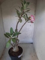 Planta ARABICUM 151 – 45cm - 05 anos - Imagem 8