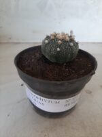 ASTROPHYTUM ASTERIAS Nº 327 – vaso 11 - Imagem 2