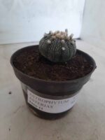 ASTROPHYTUM ASTERIAS Nº 327 – vaso 11 - Imagem 10