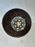 ASTROPHYTUM ASTERIAS Nº 327 – vaso 11 - Imagem 3