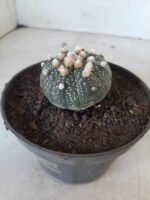 ASTROPHYTUM ASTERIAS Nº 327 – vaso 11 - Imagem 9
