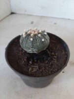 ASTROPHYTUM ASTERIAS Nº 327 – vaso 11 - Imagem 8