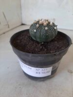 ASTROPHYTUM ASTERIAS Nº 327 – vaso 11 - Imagem 7