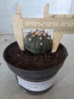 ASTROPHYTUM ASTERIAS Nº 327 – vaso 11