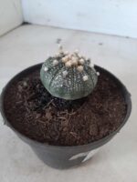 ASTROPHYTUM ASTERIAS Nº 327 – vaso 11 - Imagem 6
