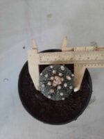 ASTROPHYTUM ASTERIAS Nº 327 – vaso 11 - Imagem 5