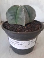 ASTROPHYTUM MYRIOSTIGMA  Nº 425 – vaso 15 - Imagem 2