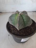 ASTROPHYTUM MYRIOSTIGMA  Nº 425 – vaso 15 - Imagem 11