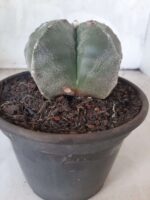 ASTROPHYTUM MYRIOSTIGMA  Nº 425 – vaso 15 - Imagem 10