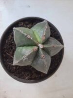 ASTROPHYTUM MYRIOSTIGMA  Nº 425 – vaso 15 - Imagem 3