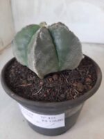 ASTROPHYTUM MYRIOSTIGMA  Nº 425 – vaso 15 - Imagem 8