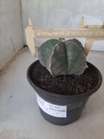 ASTROPHYTUM MYRIOSTIGMA  Nº 425 – vaso 15 - Imagem 6
