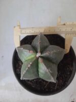 ASTROPHYTUM MYRIOSTIGMA  Nº 425 – vaso 15
