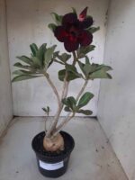 Planta Dobrada 2237 – 35cm – 03 anos - Imagem 2